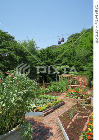 神戸布引ハーブ園 布引ハーブ園 家庭菜園ポタジェ 兵庫県の写真素材