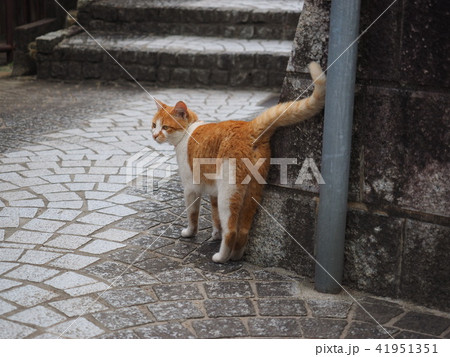 猫 歩く 路地 石畳の写真素材