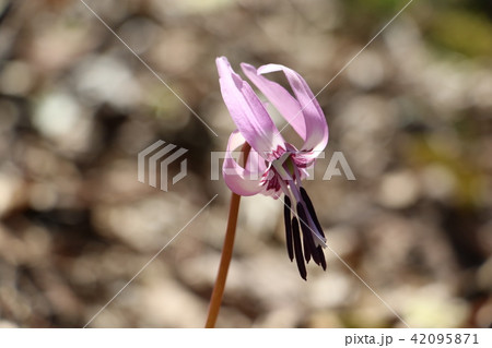 花 かたかご 植物 古城公園の写真素材