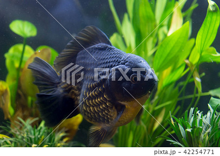 黒金魚の写真素材