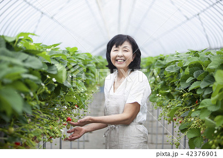 人物 農業 収穫 おばあちゃんの写真素材