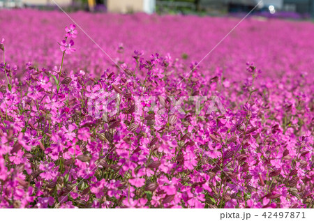 フクロナデシコの写真素材