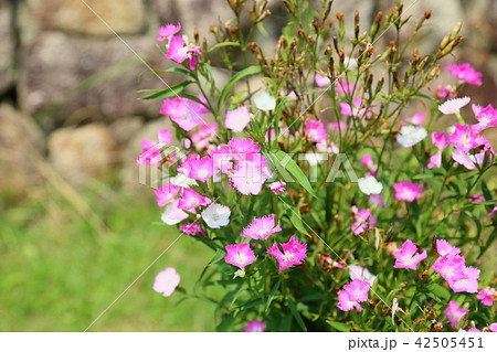 夏の花 鮮やか ピンク 小花の写真素材