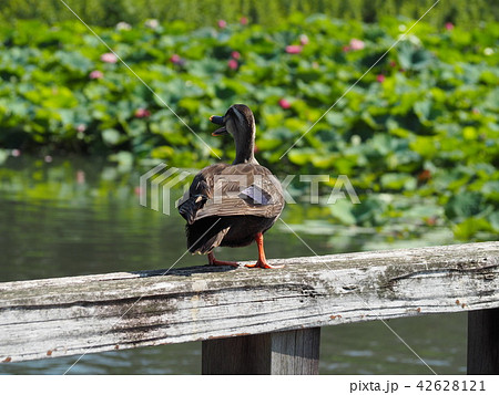 鳥の後ろ姿の写真素材