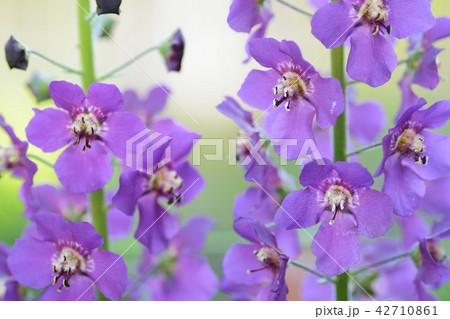 ビオレッタ 花の写真素材