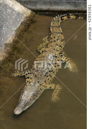 ワニ 歯 牙 わにの写真素材 - PIXTA