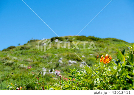 伊吹山山頂花畑の写真素材