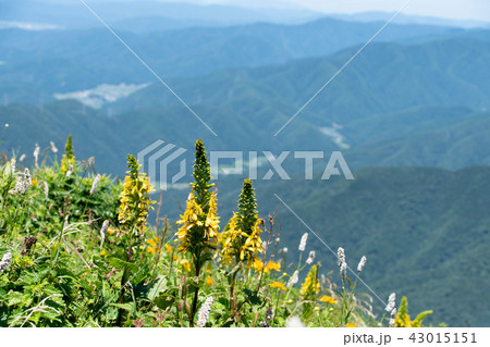 伊吹山山頂花畑の写真素材