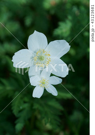 一輪草 イチリンソウ 花言葉は 久遠の美 の写真素材