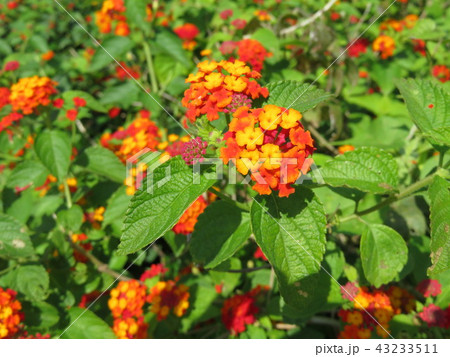 小さい紫陽花みたいな花の写真素材