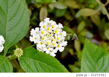 七変化 ランタナ 花 白の写真素材