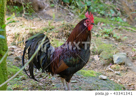鳥 赤色野鶏 ニワトリ セキショクヤケイの写真素材 鳥 赤色野鶏 ニワトリ セキショクヤケイの写真素材