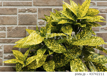 黄色斑点 観葉植物の写真素材