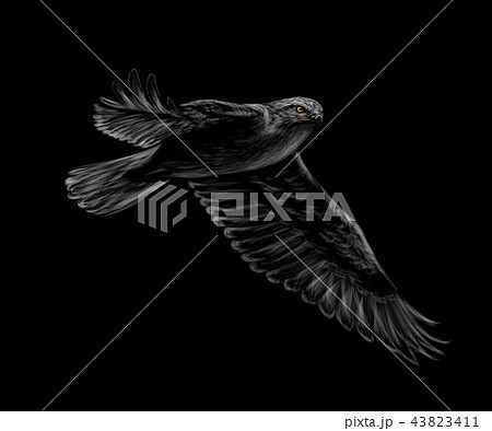 ハヤブサ 鳥のイラスト素材 Pixta