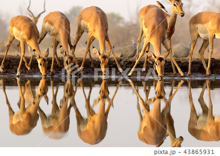 インパラ 動物の写真素材