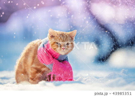 動物 雪 猫 冬の写真素材 - PIXTA