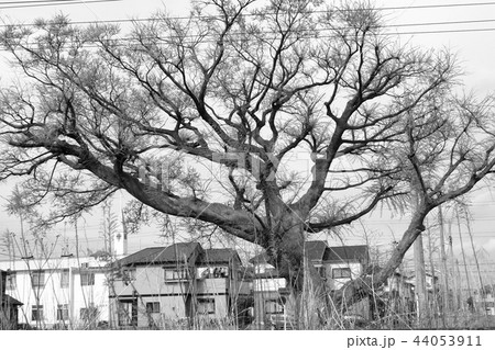 モノクロ 風景 線路 傍らの写真素材