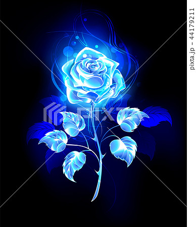 藍玫瑰插圖素材