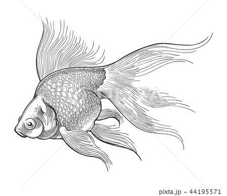 動物画像無料 元の白黒 和風 金魚 イラスト