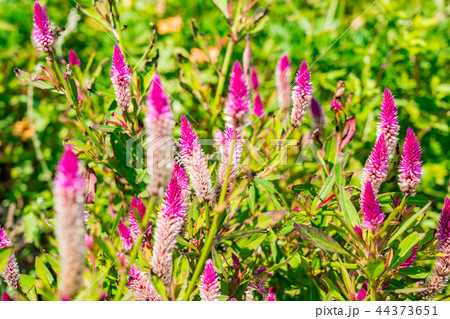 ケイトウ アジアンガーデン 花 花畑の写真素材