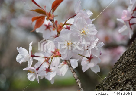 太白桜の写真素材