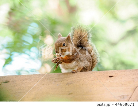 リス 睡眠 眠る 寝るの写真素材