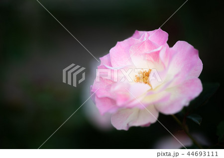 マチルダ 花の写真素材