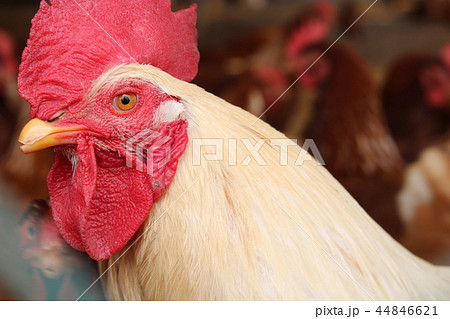 ボリスブラウン 鳥 鶏の写真素材