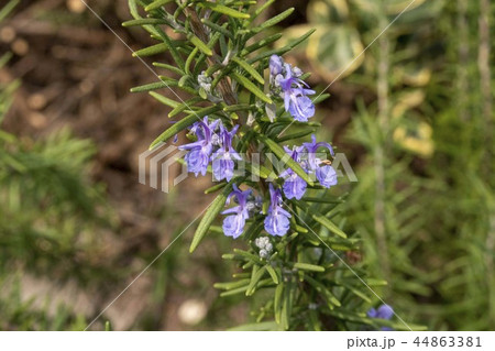 ローズマリー 野草 畑 花の写真素材