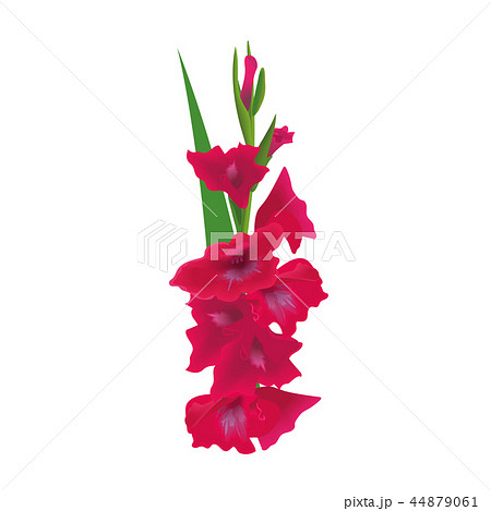 グラジオラスの花のイラスト素材