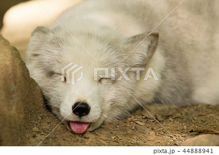 ホッキョクギツネ 北極狐 白色 動物の写真素材