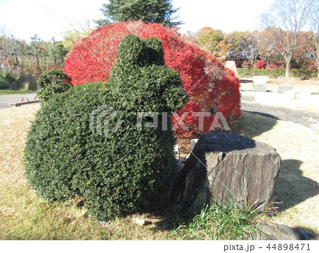 植木 熊 くま 緑の写真素材