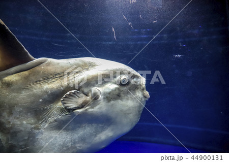 マンボウザメの写真素材
