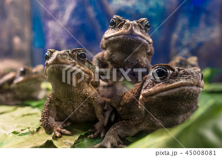 2ページ目 | ガマガエルの写真素材 - PIXTA
