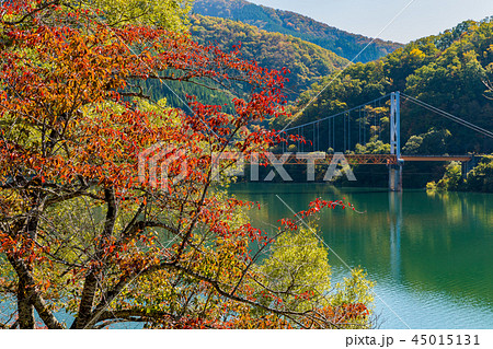 九頭竜湖 箱ヶ瀬橋 紅葉 福井県の写真素材