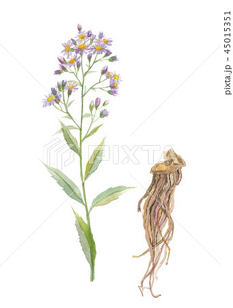 花 紫苑 キク科 鬼の醜草のイラスト素材