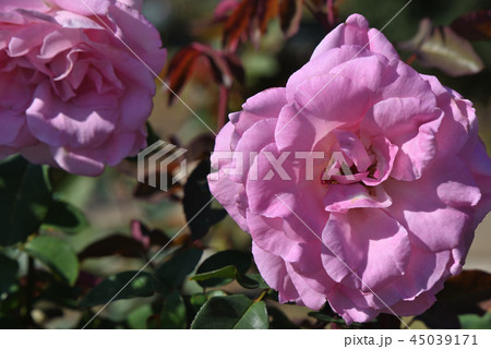 ビバリー 薔薇 花 四季咲きの写真素材