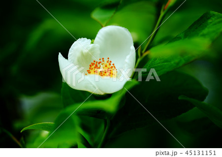 ヒメシャラの写真素材