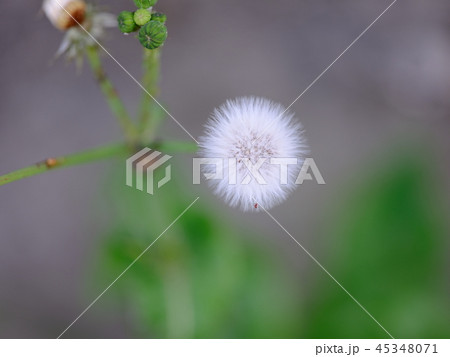 冬 綿毛 ノゲシ 植物の写真素材