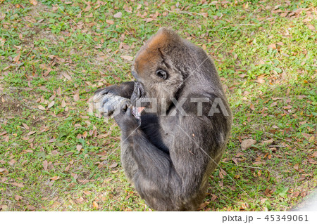 動物 ゴリラ 食べ物 食品の写真素材