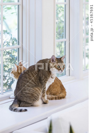 ペット 猫 座る 窓辺の写真素材 - PIXTA