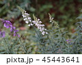リナリアプルプレア 花言葉は この恋に気づいて の写真素材