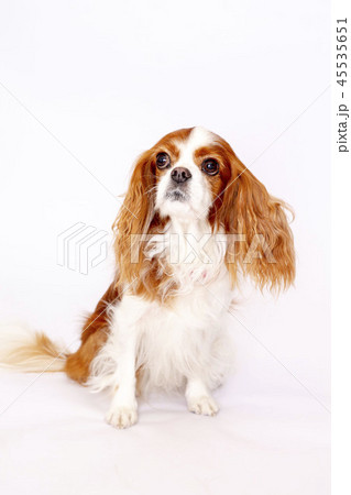 キャバリアキングスチャールズコッカースパニエル キャバリア 小型犬 犬の写真素材