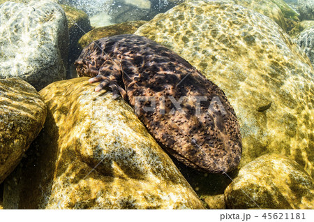 不細工な魚の写真素材