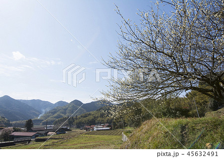 三岳梅林公園の写真素材