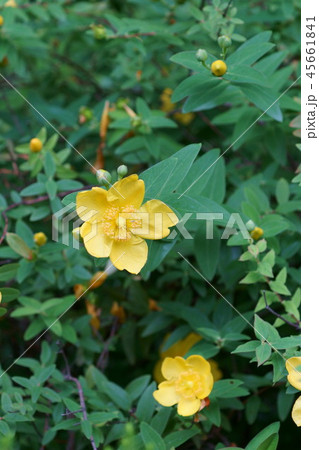 金糸梅 キンシバイ 花言葉は 太陽の輝き の写真素材 金糸梅 キンシバイ 花言葉は 太陽の輝き の写真素材