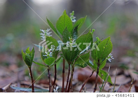 山野草 ひとりしずか 花の写真素材