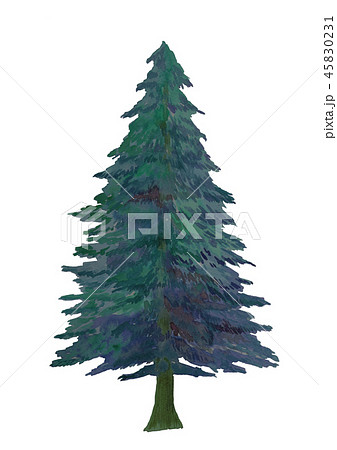 モミの木の大木の写真素材 - PIXTA