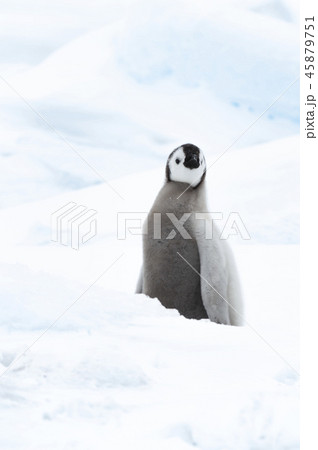 皇帝ペンギン ペンギン 赤ちゃん ヒナの写真素材