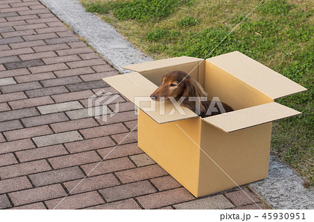 捨て犬 犬 捨てる 段ボールの写真素材